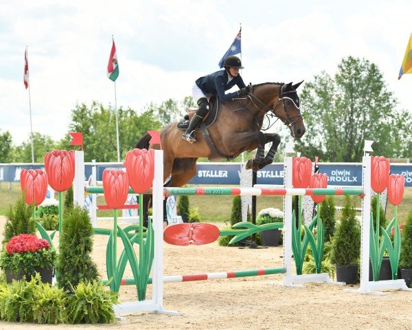 jumper Dame de Pique (Holsteiner, 2011, from Casall Ask)
