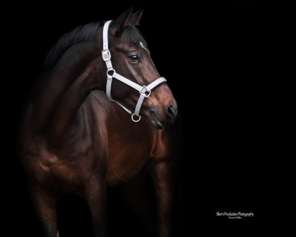 dressage horse Aragorn 109 (Arab half breed / Partbred, 2011)