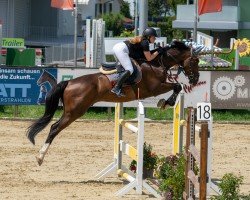 jumper Hulapalu (Westphalian, 2017, from Hickstead White)