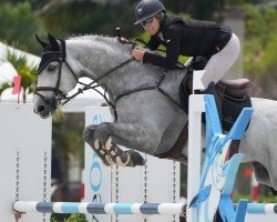 Deckhengst VDL Salty Blue (KWPN (Niederländisches Warmblut), 2014, von Zirocco Blue)