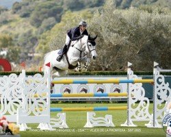 Zuchtstute Panache V/d Wateringhoeve (Belgisches Warmblut, 2015, von Cicero Z van Paemel)