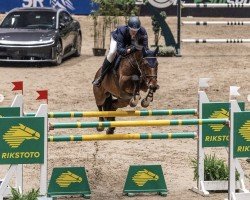 jumper Dirk Z (Zangersheide riding horse, 2014, from Denzel Vt Meulenhof)