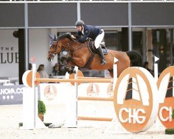 jumper La Vin´O (Danish Warmblood, 2012, from Acolino 4)