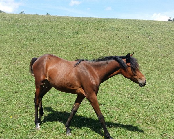 horse Stute von Cosmopolitan D / Nabucco R (German Riding Pony, 2016, from Cosmopolitan NRW)