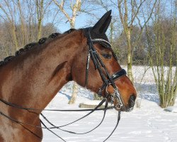 jumper Corona Z (Westphalian, 2010, from Coronas 2)