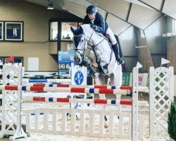 jumper Billy Honest (anglo european sporthorse, 2011, from Cevin Z)