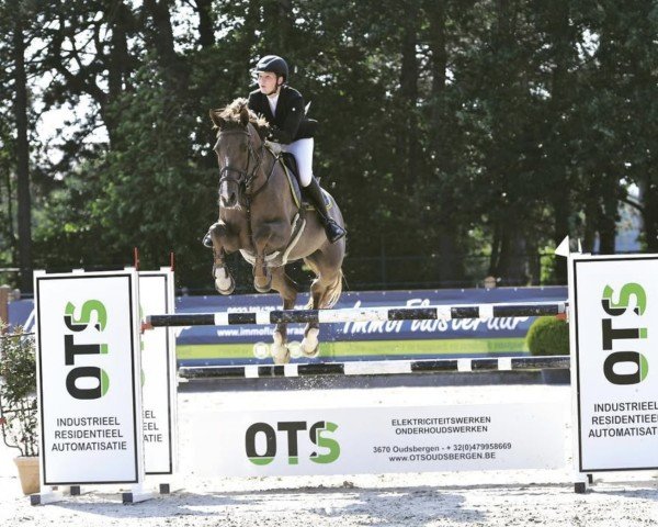jumper Liana (Lithuanians Warmblood, 2009, from Heleris)