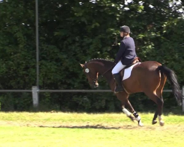 Pfingst-Reitturnier Kreuzkrug-Raddestorf 2014