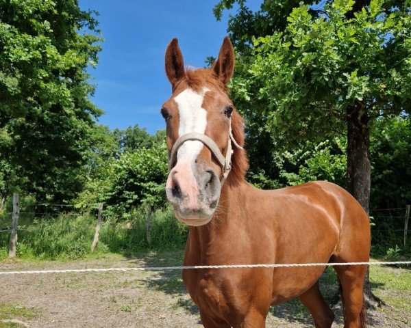 horse Vivi ma Lumière (Hanoverian, 2019, from Vidar)