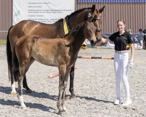 broodmare Ma vie est belle (German Sport Horse, 2023, from Morricone)