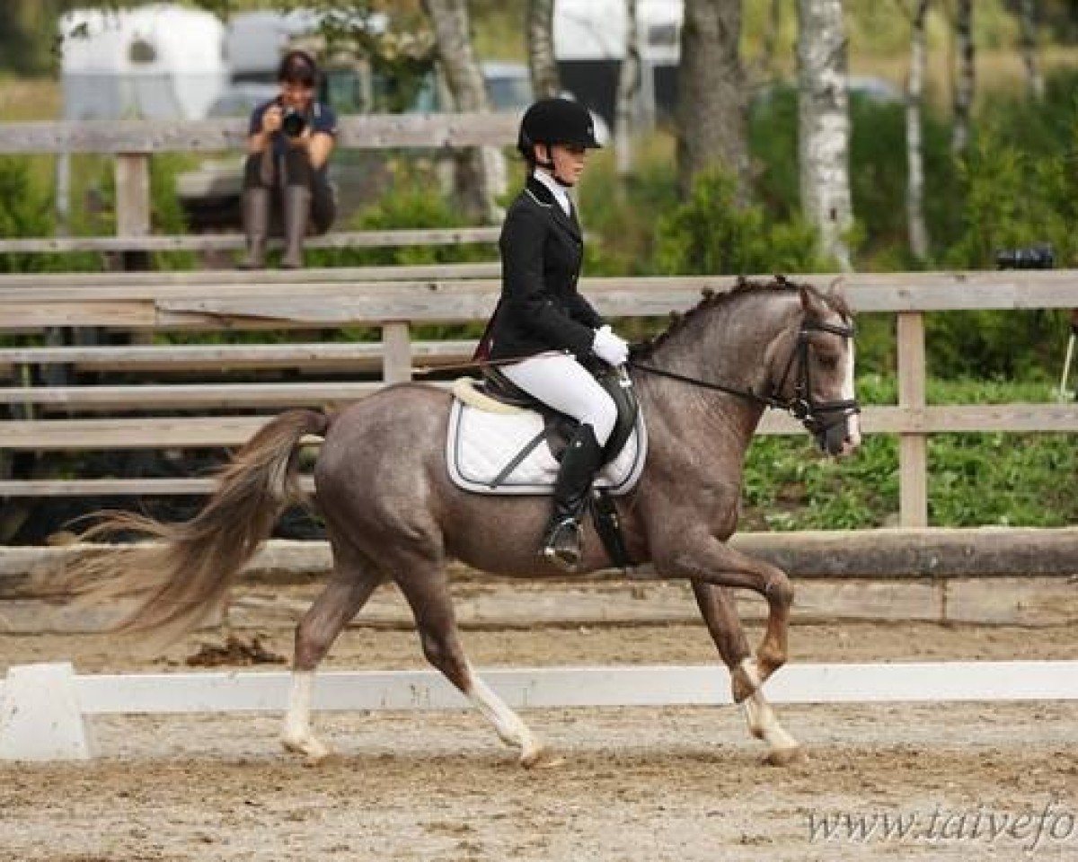 stallion Mc Leod (Welsh-Pony (Section B), 2009, from Glantir Macaulay)