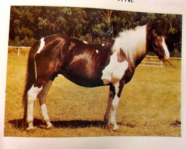 broodmare Soligirl (Lewitzer, 1972, from Soliman B 292)