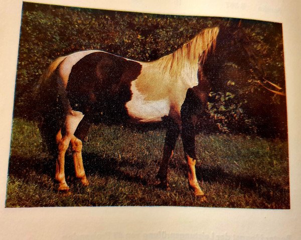 Pferd Pandor B 481 (Lewitzer, 1984, von Panter B 44)