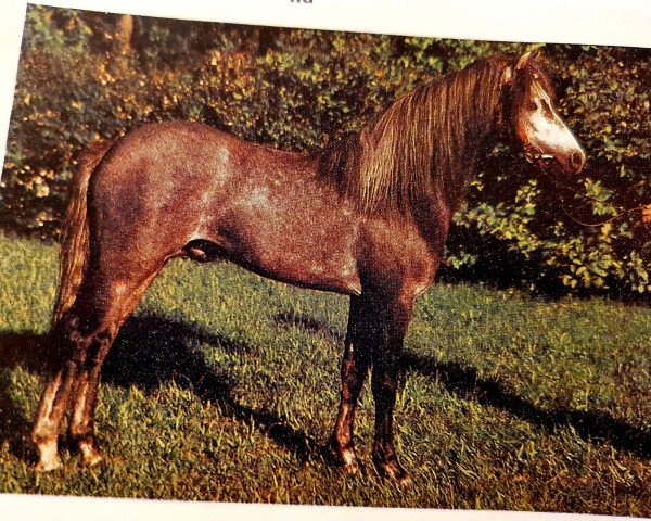 Hřebec Bonitos (Welsh Pony (sekce B), 1981, od Black and Magic)