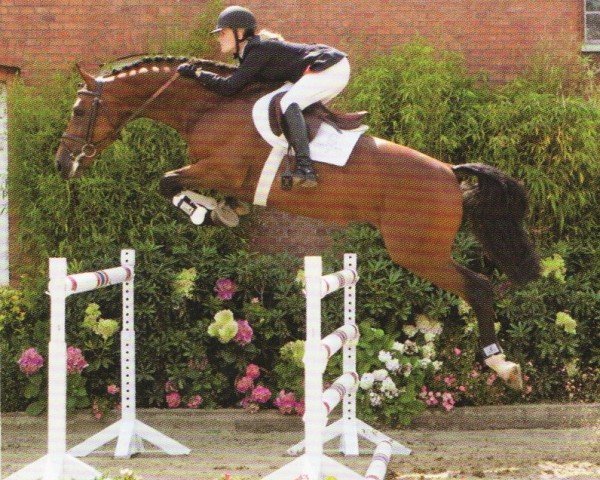 horse New Quidam II (Holsteiner, 2002, from Newton)