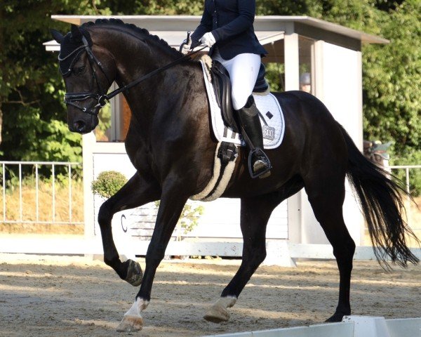 Pferd Just in Time 36 (Hannoveraner, 2019, von Jovian)