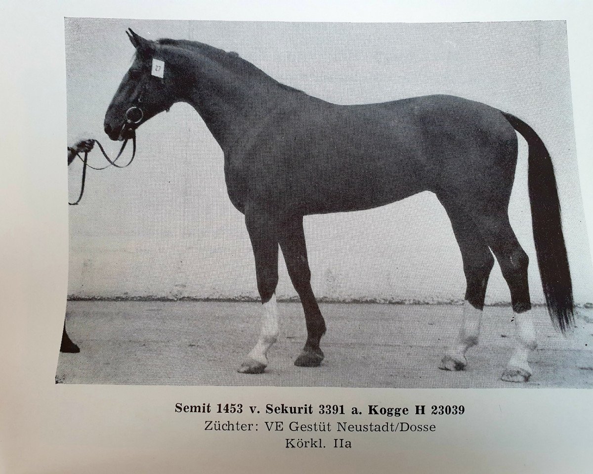 Deckhengst Semit 1453 (Edles Warmblut, 1982, von Sekurit 3391)