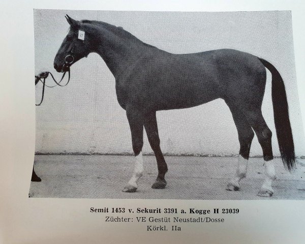 stallion Semit 1453 (Noble Warmblood, 1982, from Sekurit 3391)