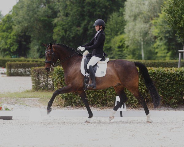 dressage horse Don Lemar (German Sport Horse, 2018, from Don Royal)