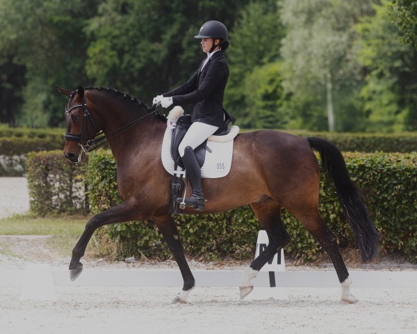 Dressurpferd Don Lemar (Deutsches Sportpferd, 2018, von Don Royal)