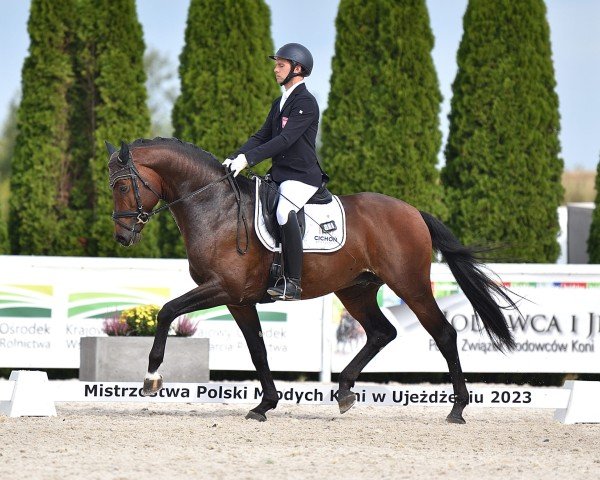 stallion Ebano (Hanoverian, 2019, from Escamillo)