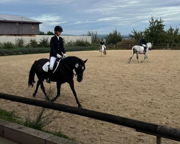 dressage horse Open End (German Riding Pony, 2005, from Offshore Energy R)