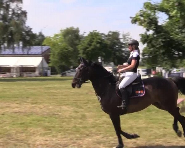 Pfingst-Reitturnier Kreuzkrug-Raddestorf 2014