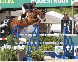 jumper Delia B (KWPN (Royal Dutch Sporthorse), 2008, from Cantos)