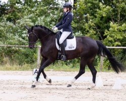 dressage horse Fürstenrose 3 (Hanoverian, 2019, from Fidertanz)