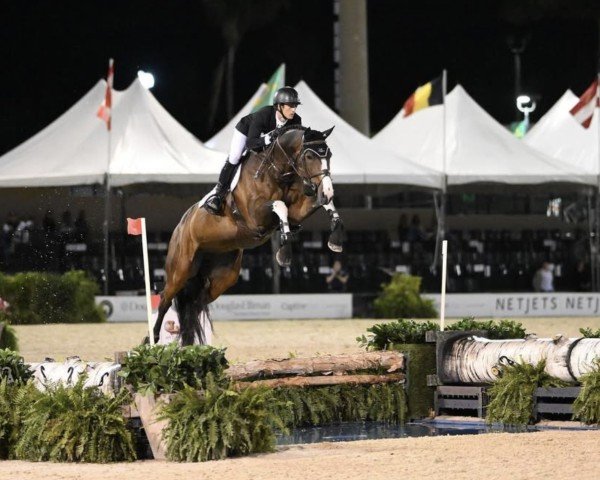 Springpferd Amazing (Schwedisches Warmblut, 2012, von Baltimore 1178)