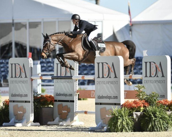 jumper Go With The Flow (Zangersheide riding horse, 2011, from Diarado)