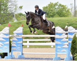 jumper Ferry van den Hoogeweg (KWPN (Royal Dutch Sporthorse), 2010, from Namelus R)