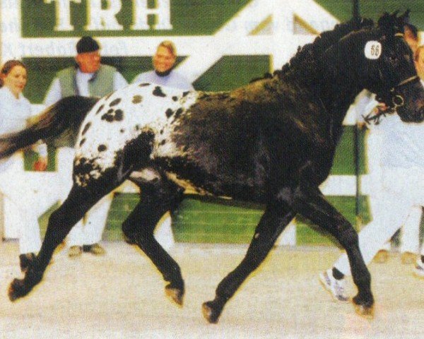 dressage horse Lukas (Knabstrupper, 2003, from PRH Leonardo)