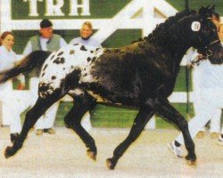 Dressurpferd Lukas (Knabstrupper, 2003, von PRH Leonardo)