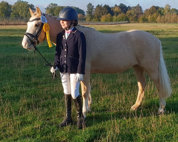 dressage horse Tinkerbell (Welsh mountain pony (SEK.A), 2008, from The Braes My Mobility)