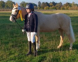 dressage horse Tinkerbell (Welsh mountain pony (SEK.A), 2008, from The Braes My Mobility)