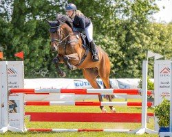 Springpferd Duke Dynamite (Mecklenburger, 2020, von Dembelé L)