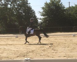 Dressurpferd Channon 2 (Deutsches Reitpony, 2010, von Steniro)