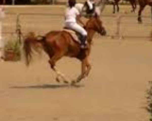 horse Trefle d'Aydin (Selle Français, 2007, from Aydin des Malais)