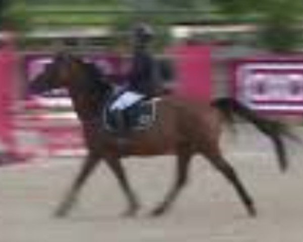 horse Galata de Terlong (Selle Français,  , from Voyageur of Lulu)