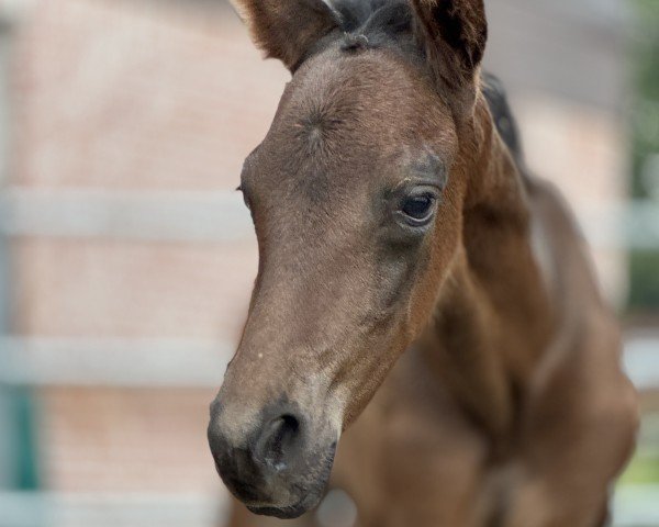 foal by Treidelhof Quinteto (Pura Raza Espanola (PRE), 2025, from Crisonto GG)