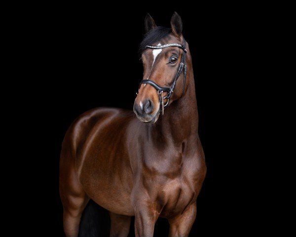 Springpferd Confetti LW (Holsteiner, 2020, von Corfu de La Vie)