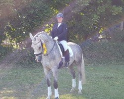 dressage horse Cascatoo (Holsteiner, 2013, from Catoo)