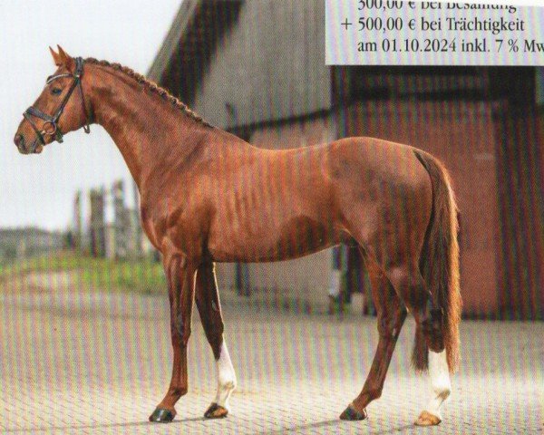 stallion Areion H (Westphalian, 2015, from Asagao xx)