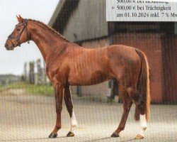 Deckhengst Areion H (Westfale, 2015, von Asagao xx)