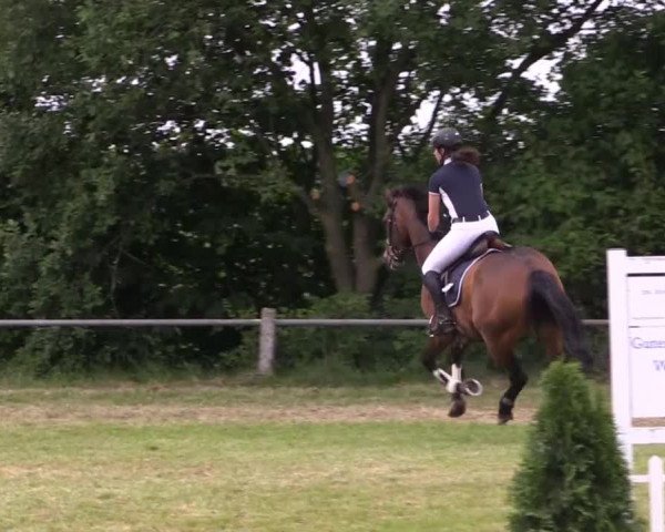 Pfingst-Reitturnier Kreuzkrug-Raddestorf 2014