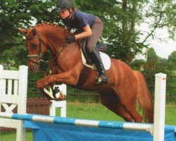 dressage horse Ed Hardy (German Riding Pony, 2003, from Dressman)