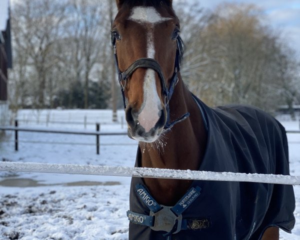 horse Cassius Dio LB 103 (Holsteiner, 2017, from Crunch 3)