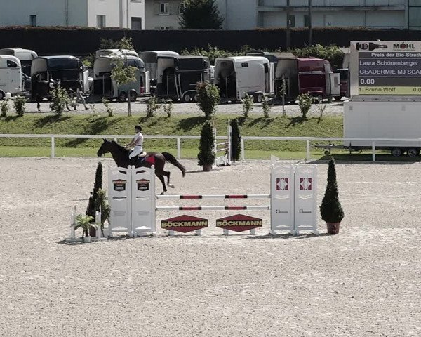 Pferdesporttage Bülach 2021