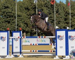 jumper Duriel Z (Zangersheide riding horse, 2015, from Dieu-Merci van T&L)